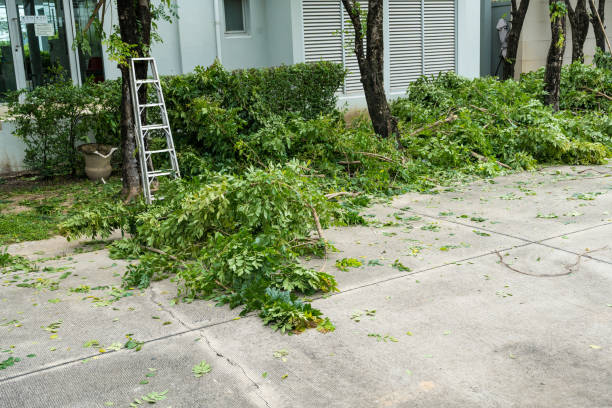 Best Tree Pruning Services  in Farmington, NM